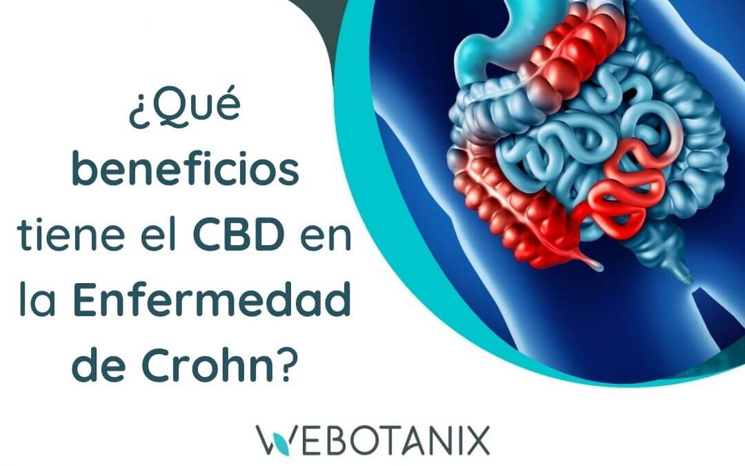 que beneficios tiene el cbd en la enfermedad de crohn